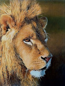 african lion portrait