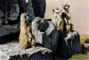 conversing meerkats