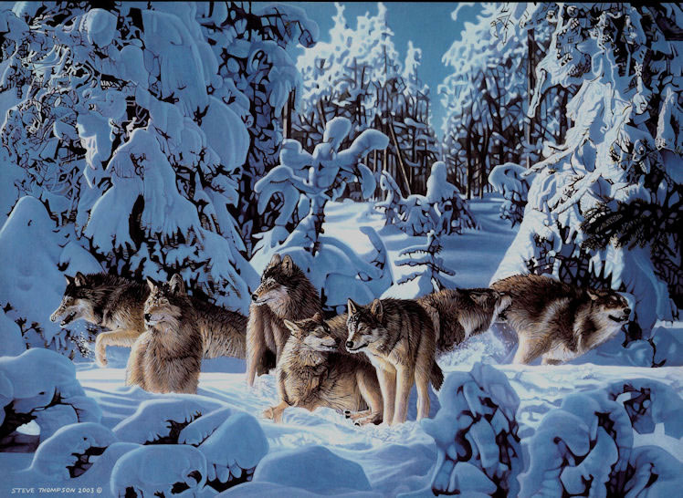 siberian wolves