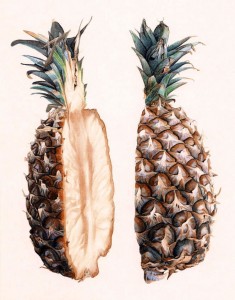 pineapple cross section