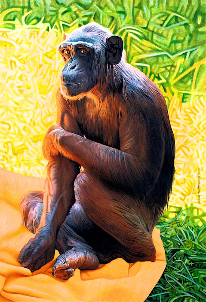 Sally-Chimpanzee-72dpi