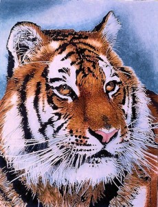 siberian tiger portrait