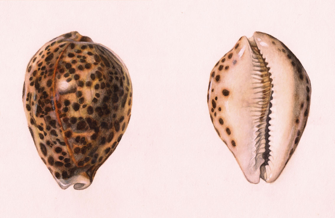 tiger cowrie shell